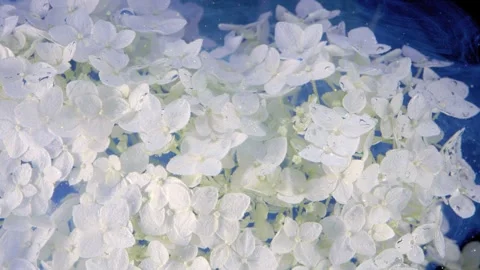 Close-up white hydrangea cluster with dewdrops against deep blue background Stock Footage 336912654
