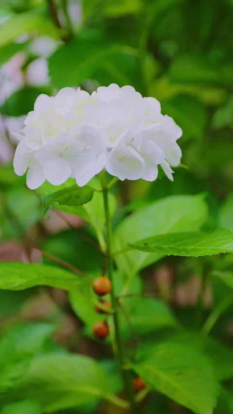 Close up of white hydrangea flower blooming at Tenpai Park Stock Footage 337678725