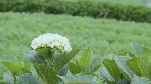 Close-up of a White Hydrangea Flower Blooming in a Green Garden Stock Footage 340998863