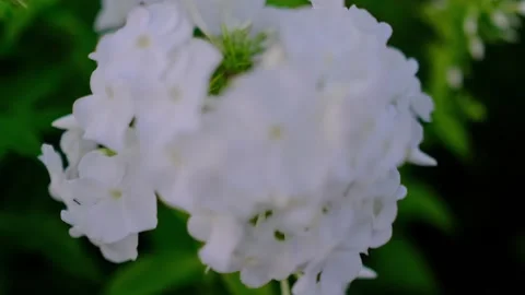 Close-Up of White Hydrangea Flower Blooming in Summer Garden Stock Footage 344400202