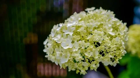Close-up of white hydrangea flower cluster with soft petals and green foliage in Foto stock