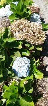 Close Up White Hydrangea Flower with Green Leaves Natural Background Stock-Fotos