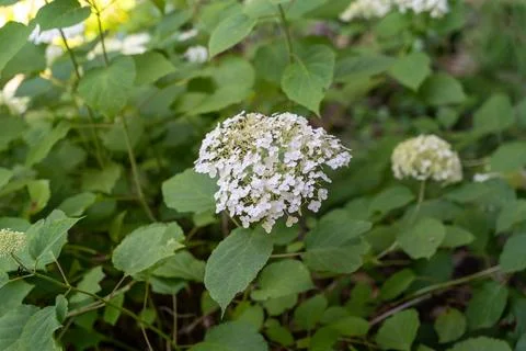 Close up of a white hydrangea flower in a lush garden Stock Photos