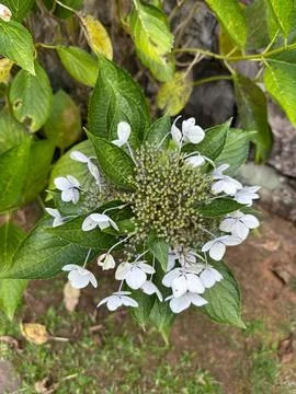 Close-up of white hydrangea flower Stock Photos