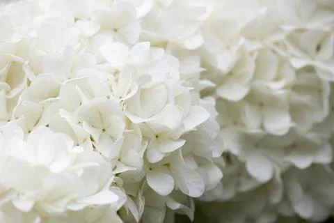 Close up White Hydrangea flower on white background Stock Photos