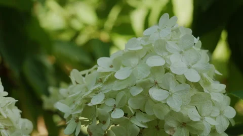 Close up of white hydrangea flowers blooming in garden on sunny day Vídeo Stock 344640022