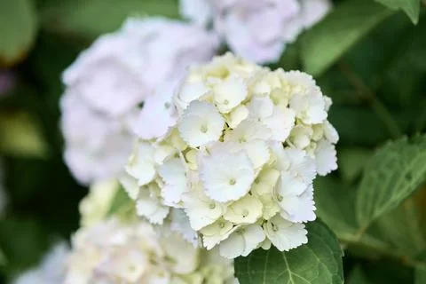 Close-up of white hydrangea flowers with green foliage in soft natural light Stock Photos