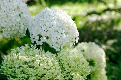 Close up of white hydrangea flowers. Romantic floral background. Stock-Fotos