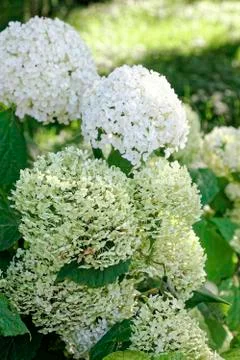 Close up of white hydrangea flowers. Romantic floral background. Stock Photos