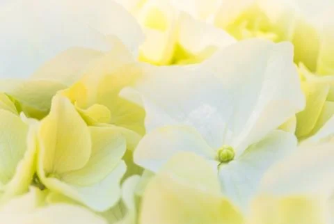 Close-up of white hydrangea flowers with sunlight 写真素材