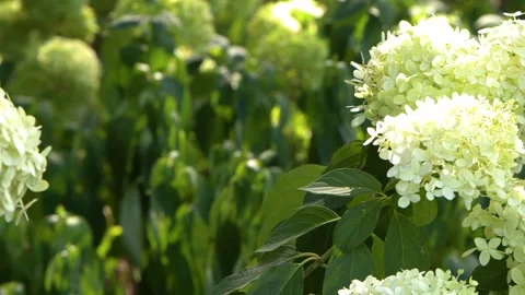 Close Up of White Hydrangea Paniculata Blossoms in Sunlit Garden Stock Footage 329265163