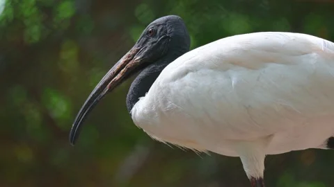 Close Up white ibis 스톡 동영상 246803214