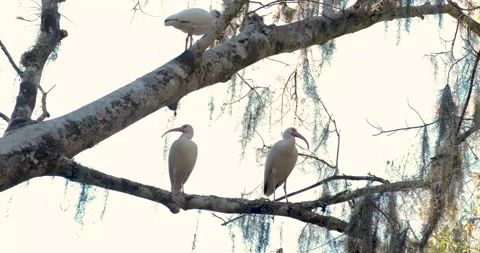 Close-up of white ibis perched on trees in Shingle Creek Video stock 219136394