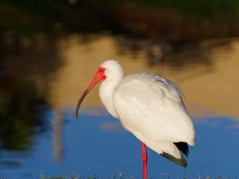 Close-up White Ibis Stock Photos