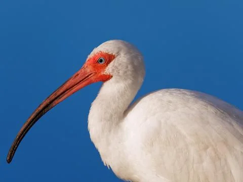 Close-up White Ibis Stock Photos