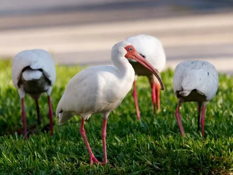 Close-up White Ibis Stock Photos