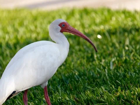 Close-up White Ibis Foto stock