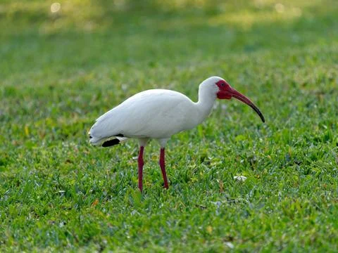Close-up White Ibis Stock Photos