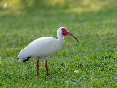 Close-up White Ibis Foto stock