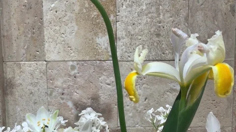 Close Up of White Iris Flower against Off-white Stone Wall Stock Footage 332521794
