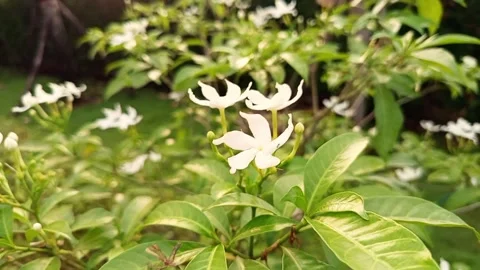 Close-Up Of White Jasmine Flowers in Bloom Stock Footage 288155223