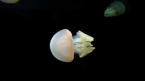 Close-up of a white jellyfish floating against a deep black background Stock Footage 342724237