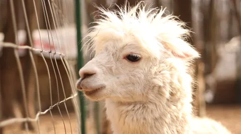Close up of white lama Video stock 47056064