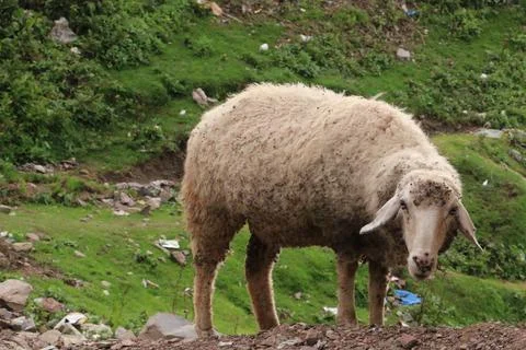 Close Up Of White Lamb on Mountain Stock Photos