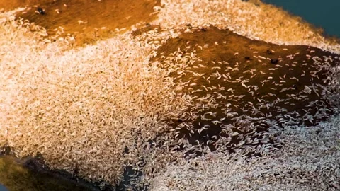 Close-up on white larvae and flies devouring a dead carcass while rays of Stock Footage 278438458