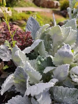 Up close to white leaf Stock Photos