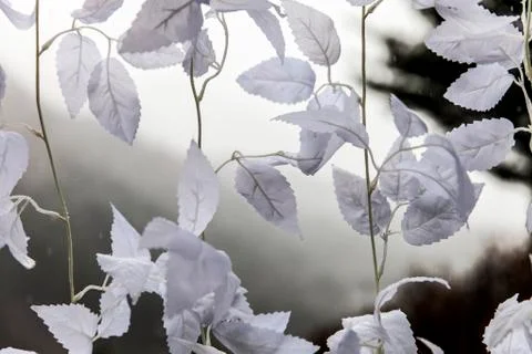 Close-up of white leaves Stock Photos