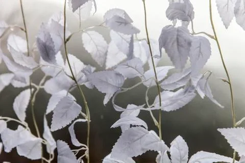 Close-up of white leaves Stock Photos