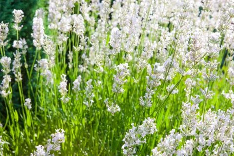 Close up of white levander Stock Photos