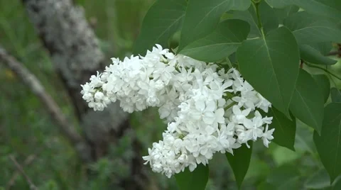 Close Up Of White Lilac Blossoms In Wind Video stock 53767552