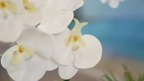 Close up of white lilac flower Video stock 235933946