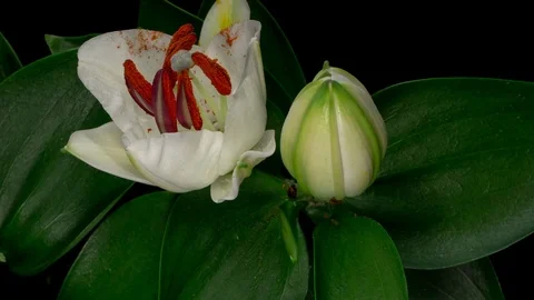 Close Up. White lilium blooming timelapse on black background Stock Footage 114192057