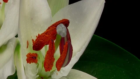 Close Up. White lilium blooming timelapse on black background Stock Footage 114337965