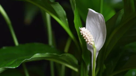 Close up on white Lily flowers Stock Footage 260804884