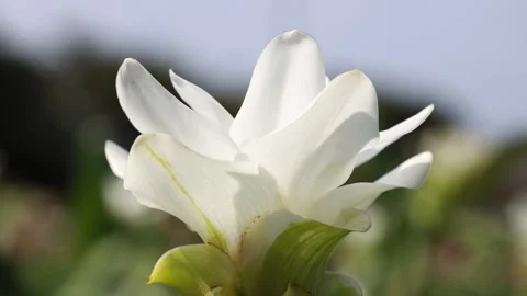 Close up of white lily Video stock 310919751