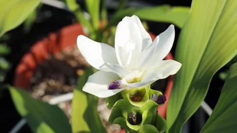 Close up of white lily 스톡 동영상 310919767