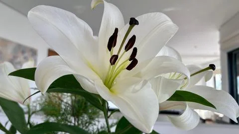 Close-up of White Lily Stock Photos