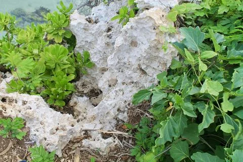Close-Up of White Limestone Rocks and Tropical Green Leaves Geger Beach Bali 库存照片