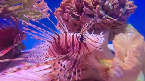 Close Up White lined Lionfish, Pterois volitans, swimming near coral. Stock Footage 309534527
