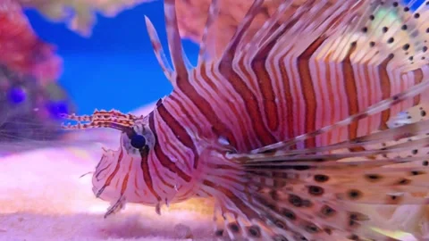 Close Up White lined Lionfish, Pterois volitans, swimming near coral. Stock Footage 309534595