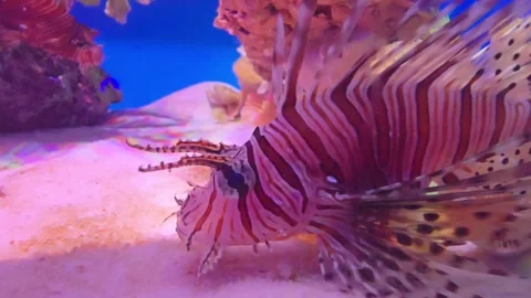 Close Up White lined Lionfish, Pterois volitans, swimming near coral. Stock-Footage 309534605