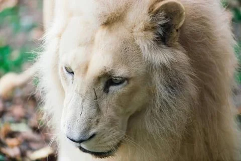 Close-up of a white lion with a calm expression Stock Photos