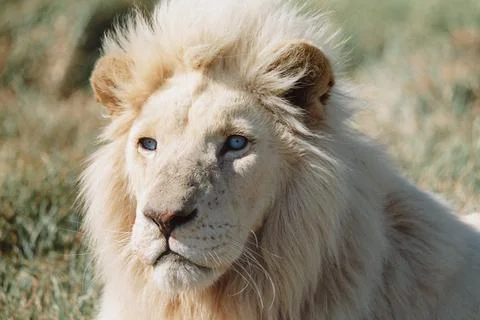 Close up of White Lion Stock Photos