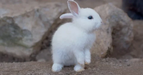 Close-up of white little rabbit self cleaning the fur in the farm Stock Footage 202484356