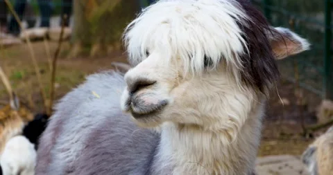 Close up of white Llama  Stock Footage 137441962