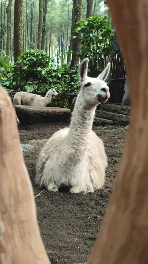 Close up of a white llama 스톡 동영상 306765996